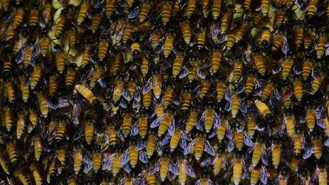 Se-Sabe-Que-Las-Abejas-Melíferas-Gigantes-Construyen-Grandes-Colonias-De-Nidos-Con-Bolsillos-Simétricos-Hechos-De-Cera-Para-Almacenar-Miel-Como-Fuente-De-Alimento.