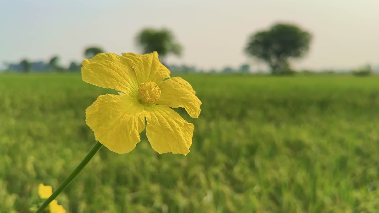 A bright yellow Sponge Gourd flower sways gently in the breeze against a lush green paddy field, capturing the calm beauty of rural nature