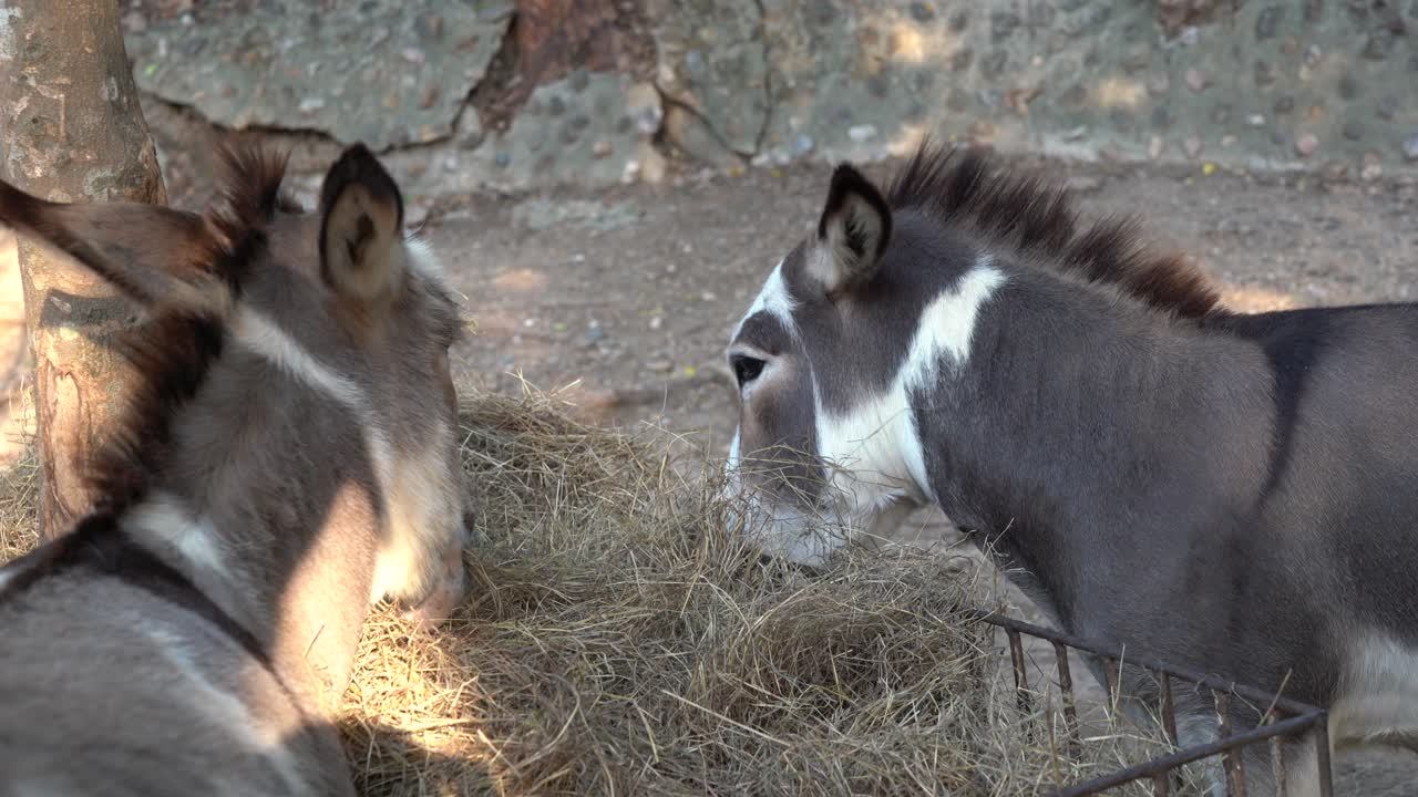 dos burros comiendo de un comedero de heno en un corral