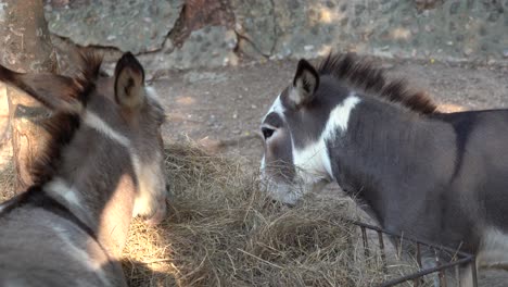 dos burros comiendo de un comedero de heno en un corral