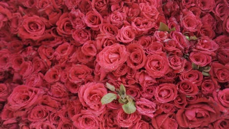 Wall-or-garden-of-beautiful-and-fresh-red-roses,-slow-motion-camera-movement-dolly-shot