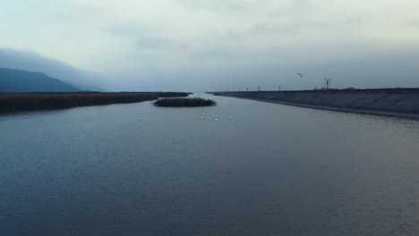 Video-Aéreo-En-Cámara-Lenta-De-Una-Bandada-De-Cisnes-Nadando-En-Un-Río-Con-Uno-Volando