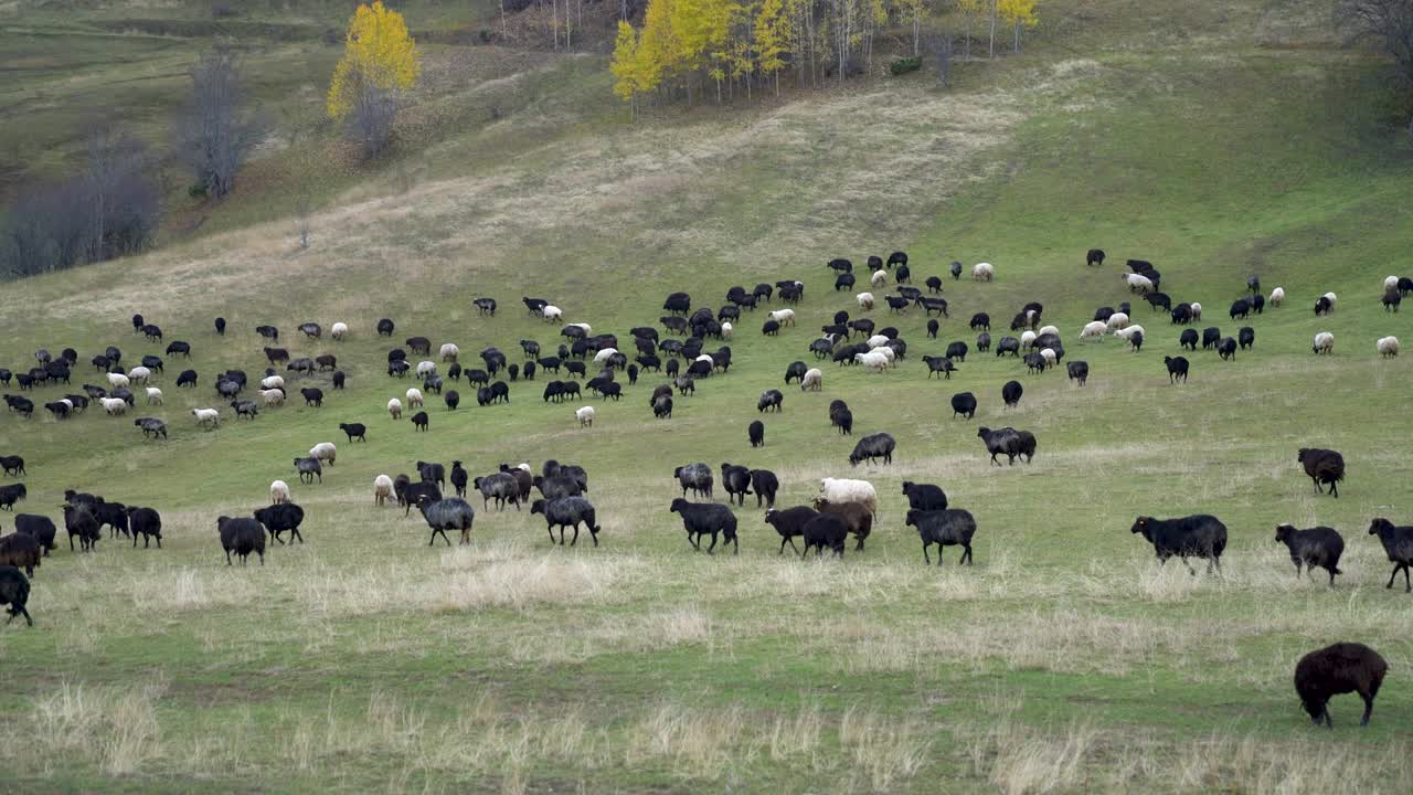 아름다운 산 들판 에 있는 양