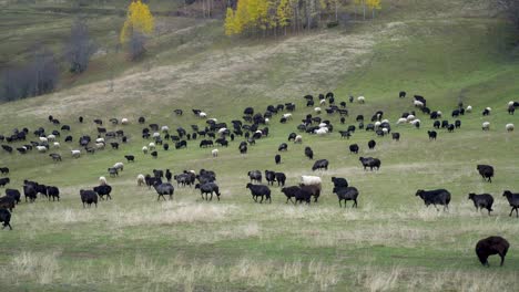 flock of sheep on the beautiful mountain meadow