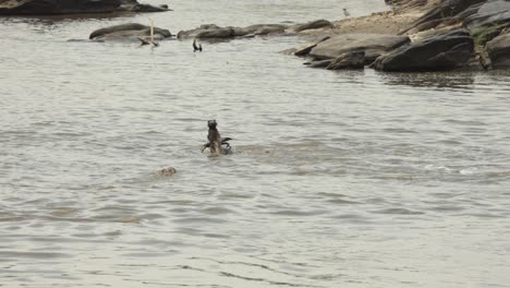 A-wildebeest-fighting-for-air-as-a-crocodile-pulls-it-underwater-in-the-Masai-Mara,-Kenya