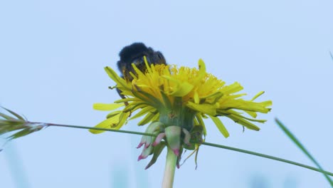 big bumblebee bee on dandelion flower