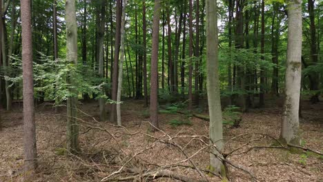 european-mixed-forest-with-fallen-tree-aerial-dolly