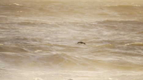 Cormorant-flying-above-a-stormy-ocean-during-golden-hour