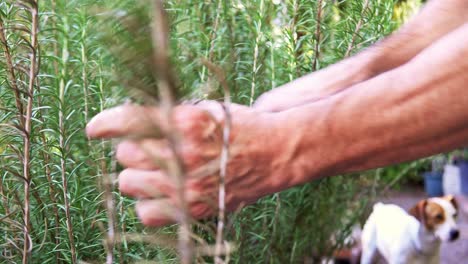 Close-up-shot-of-a-woman-cutting-fresh-thyme-with-scissors-in-a-garden