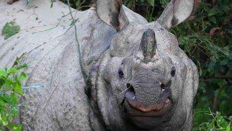un rinoceronte de un cuerno de pie en las hierbas y arbustos de la selva en el parque nacional de chitwan en nepal