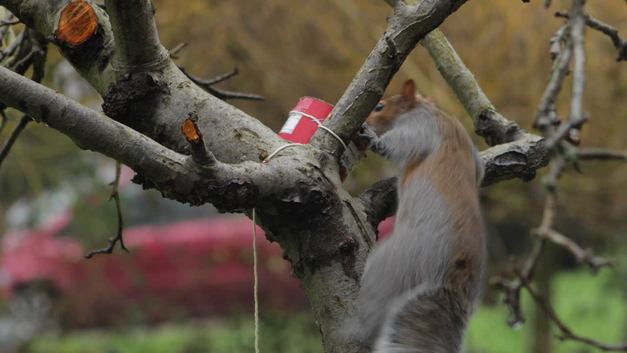 새 모이통에서 먹는 나무를 기어오르는 다람쥐