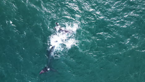 ballena con aletas deformadas en la espalda es acariciada amorosamente por una cría
