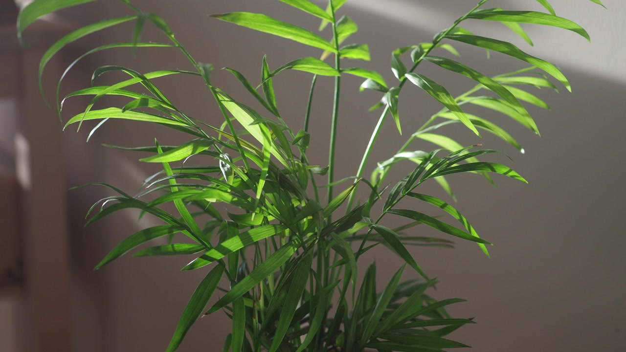 Vibrant green houseplant leaves gently swaying in sunlight