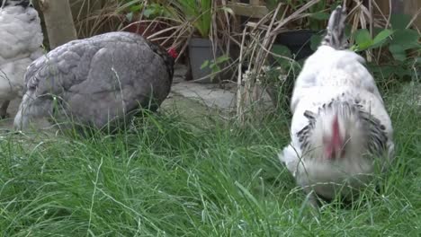 Light-Sussex-and-Bluebelle-hybrid-chickens-roaming-freely-in-back-garden