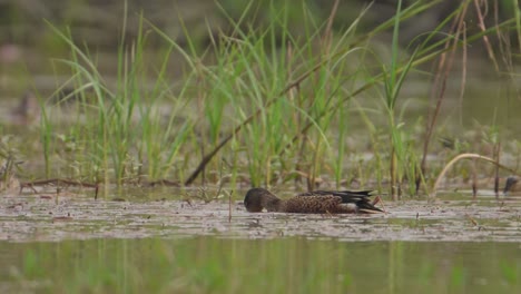 Una-Hembra-De-Cuchara-Norteña-Espátula-Clypeata-Alimentándose-En-La-Orilla-De-Un-Lago