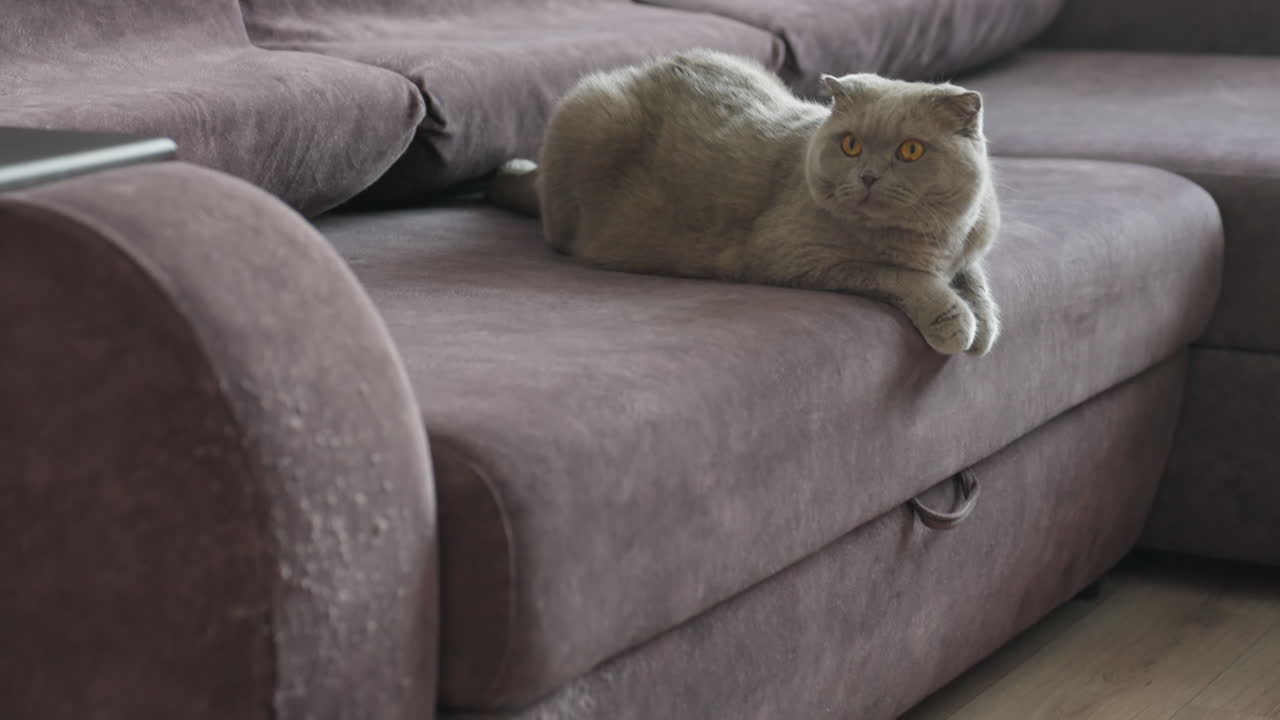 Peaceful Cat Repose, Serene Scottish Fold Feline Peacefully Resting In Cozy Home Atmosphere, Tranquil Scottish Fold Cat Curled On Sofa Beneath Soft Curtains During Peaceful Afternoon Rest