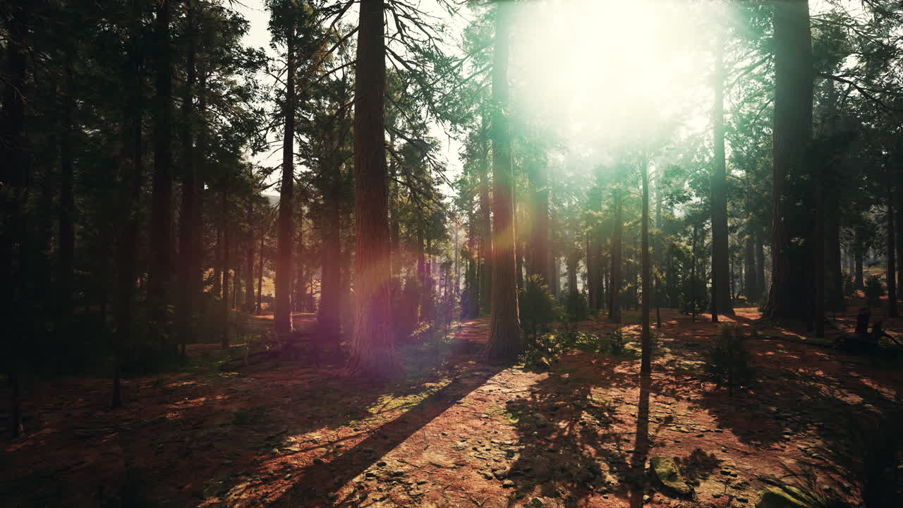 puesta de sol en el bosque de secuoyas