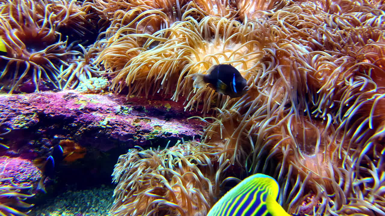 Pesci angelo colorati e anemoni di mare in una vivace barriera corallina