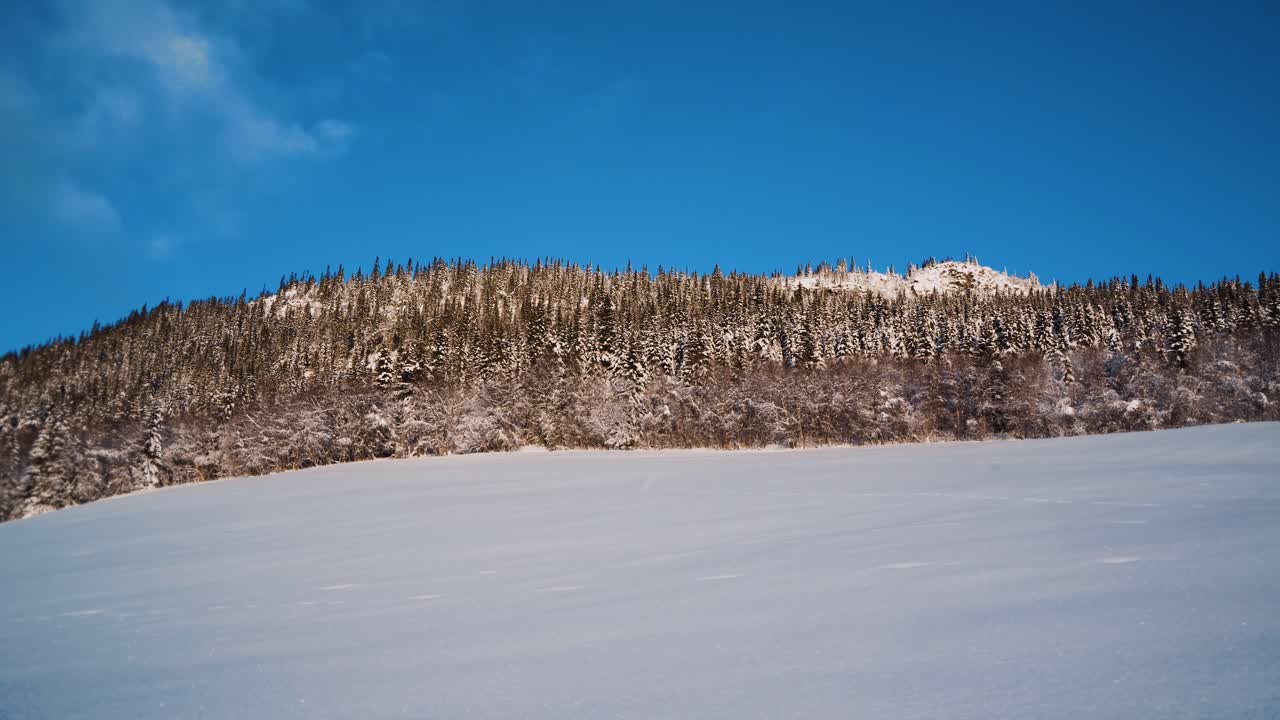 toma estática de un paisaje nevado con abetos que crecen en una colina contra el cielo azul en invierno