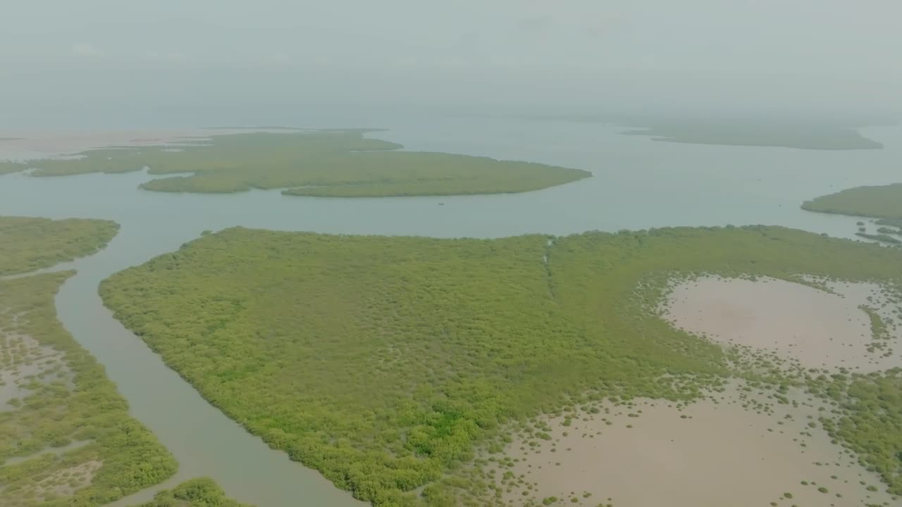 Aerial View of a Lush Mangrove Forest and Coastline