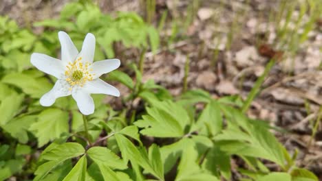 white flower wood anemone growing in spring close up, early spring nature detail