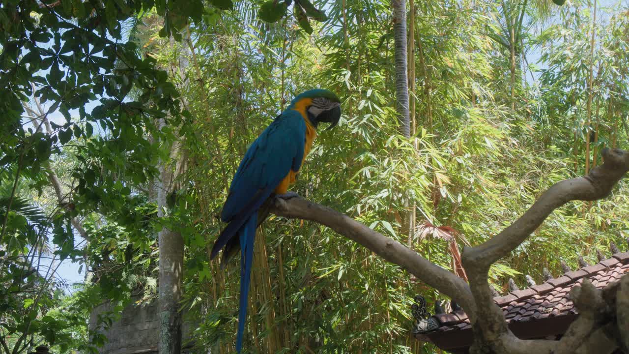 un solo loro ara azul y amarillo posado en una rama contra un telón de fondo de árboles verdes exuberantes