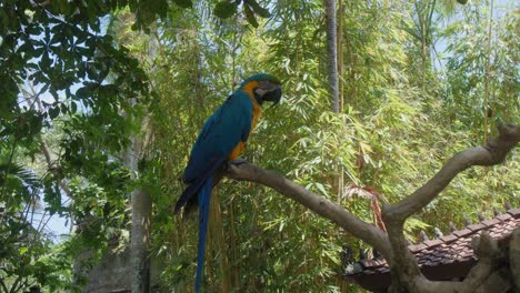 un solo loro ara azul y amarillo posado en una rama contra un telón de fondo de árboles verdes exuberantes