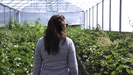 Obstbauernhof-In-Einem-Gewächshaus-Mit-Einer-Frau,-Die-An-Einem-Sonnigen-Tag-Spazieren-Geht