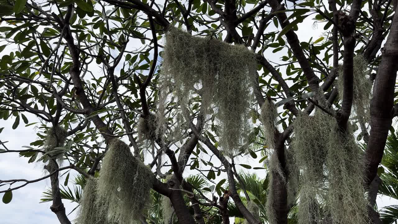 Muschio pendente dai rami di alberi tropicali alle Hawaii, formando filamenti grigi e testurizzati contro foglie verdi e un cielo nuvoloso.