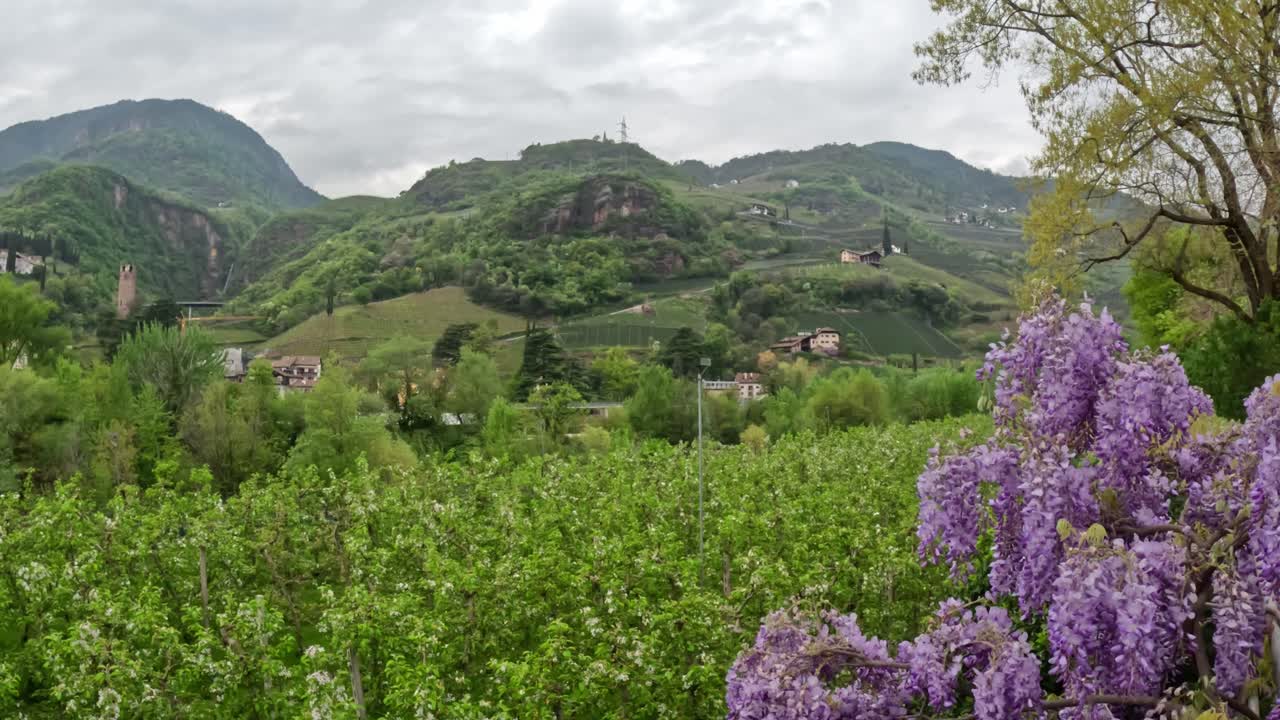 Camera reveals a vibrant panorama along Lungo Talvera in Bolzano, where purple wisteria blooms in the foreground and terraced vineyards climb the hills toward Castel Roncolo, slow motion