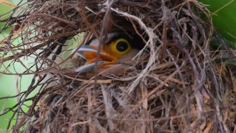 The-Silver-breasted-Broadbill-is-a-famous-bird-in-Thailand,-both-local-and-international