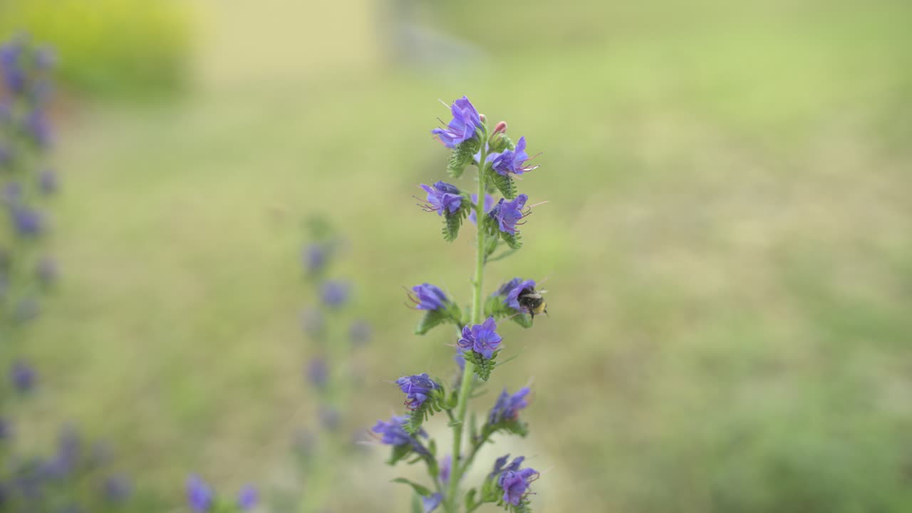 꽃에 꽃가루를 모으는 slo mo ecu 꿀벌