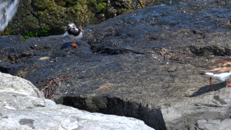 two ruddy turnstone shore birds running around on the rocks with the waves in the background