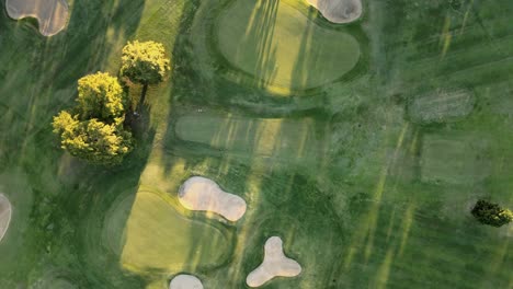 aerial top down rising over a professional green golf field with sand bunkers and trees at sunset