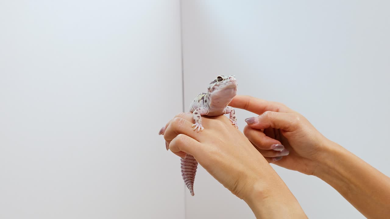Hands gently interact with a leopard gecko against a plain white background, showcasing calm and careful handling