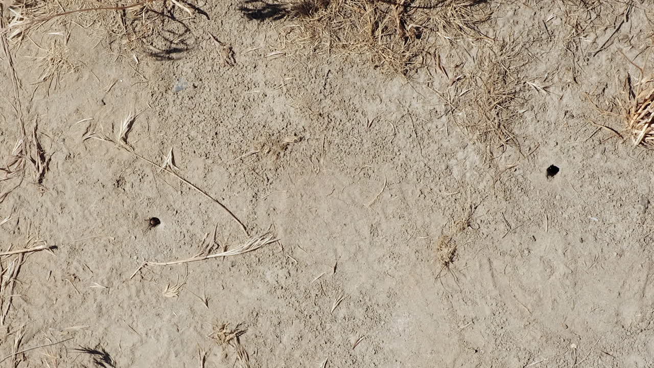 mirando directamente hacia abajo, las avispas de arena de bandas rojas vuelan a los agujeros del suelo