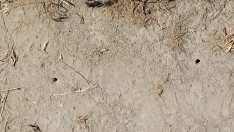 Looking-straight-down,-Red-banded-Sand-Wasps-fly-into-ground-holes