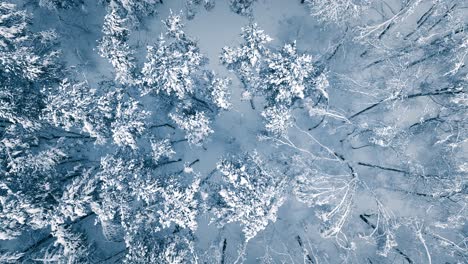 Verschneite-Äste-Im-Wald.-Wintermärchen-Hintergrund