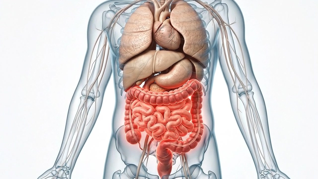 Anatomy Illustration Displaying Complete Human Digestive System and Internal Organs