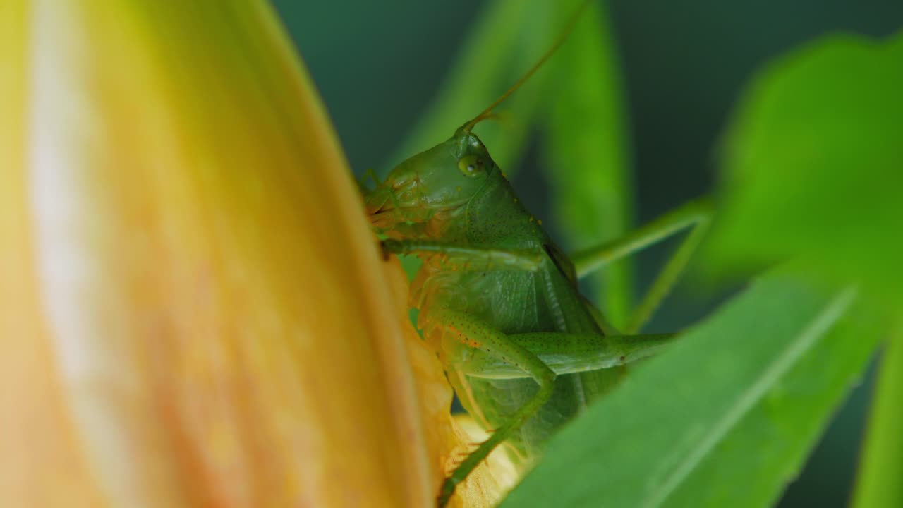 saltamontes comiendo los pétalos de una flor amarilla en el jardín