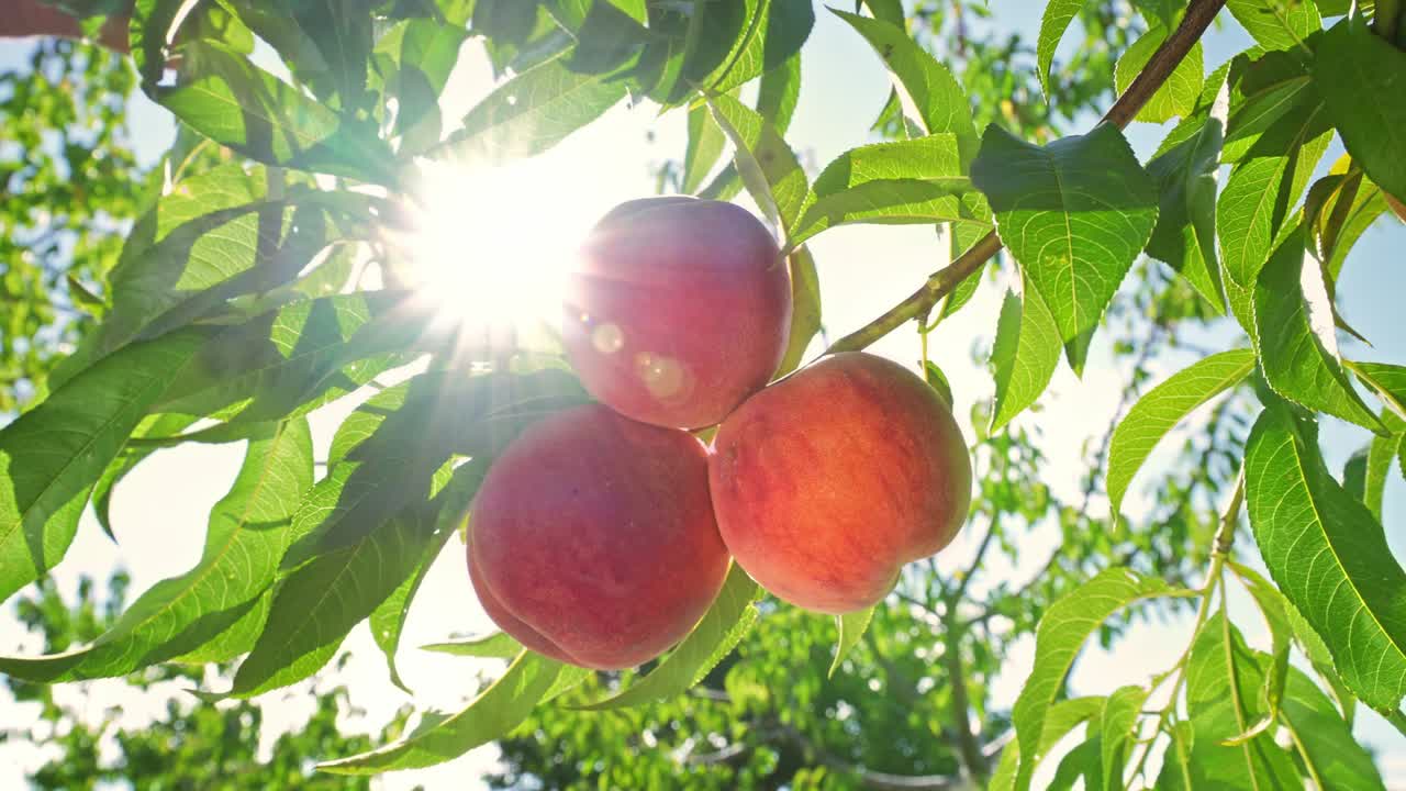 grandes melocotones jugosos en el árbol. agricultura. fabuloso huerto. luz solar mágica. frutas maduran en el sol.