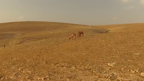 Three-Wild-Camels-in-the-Desert