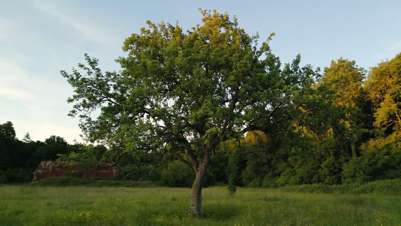 Riprese naturalistiche cinematografiche in 4K di un drone che ruota attorno a un albero al centro di un campo in Normandia, Francia, al tramonto