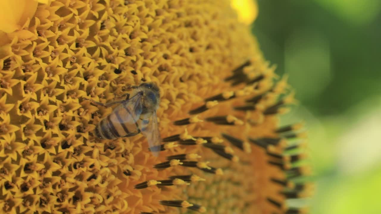 una abeja colecta polen y néctar de un girasol