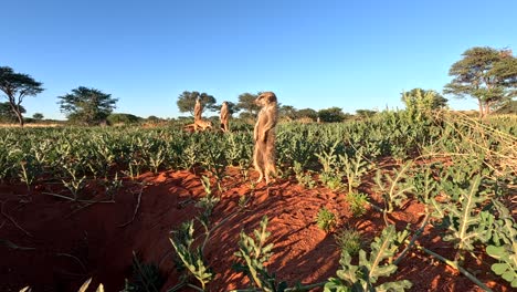 suricate meerkat standing and comically dozing off falling asleep while basking in the early morning sun