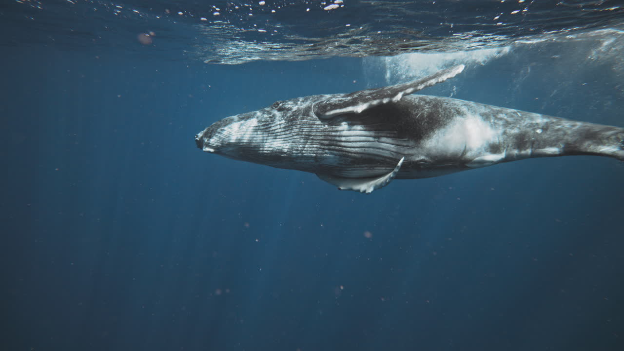 Humpback whale belly shimmers from light rays dancing in slow motion underwater