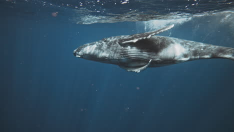 el vientre de la ballena jorobada brilla de los rayos de luz bailando en cámara lenta bajo el agua