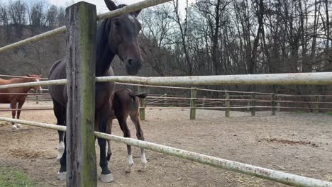 Cute-little-foal-and-mother-mare-horse-together-in-ranch-paddock