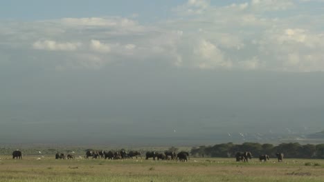 clouds move in time lapse over a herd of elephants on the african savannah