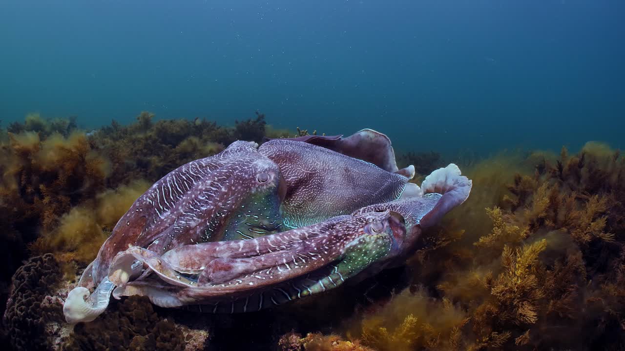 거대한 호주 오징어 세피아 아파마 이주 whyalla south australia 4k 슬로우 모션, 짝짓기, 알 낳기, 싸움, 집계, 수중
